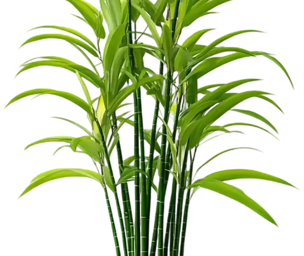 Bamboo