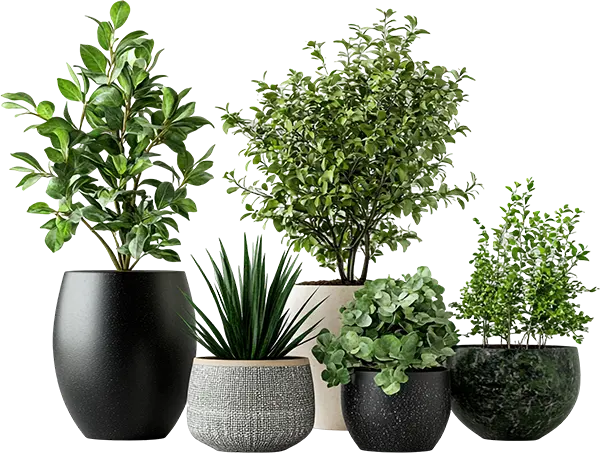 Succulent Set