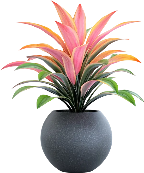 Monstera - Image 3
