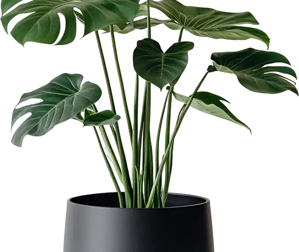 Monstera